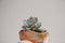 The lovely Echeveria _ succulent pot background