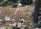 Lovely eighteen year-old girl standing on one leg on a tree trunk in front of a stream in Beaver Creek, Colorado.