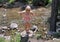 Lovely eighteen year-old girl standing on a tree trunk in front of a stream in Beaver Creek, Colorado.