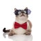 Lovely elegant cat with sunglasses resting and looking up