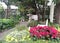 Lovely English garden with Xmas tree, Poinsettia bush, and other tree