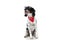 Lovely english springer spaniel doggy sticking out tongue and panting