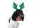 Lovely english springer spaniel puppy with reindeer headband yawning
