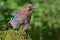 Lovely Eurasian Jay posing on a mossy bump in the forest at large definition