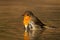 Lovely european robin bathing in water in sunny spring evening.