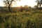 Lovely evening sunset beyond the mountains in the landscape in the grass