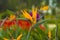 Lovely exotic flower Royal Strelitzia