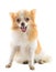 Lovely face fancy pomeranian dog sitting on white background