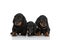 Lovely family of three teckel dachshund puppies looking away