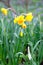 Lovely field with bright yellow and white daffodils (Narcissus)