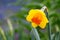 Lovely field with bright yellow and white daffodils Narcissus