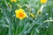 Lovely field with bright yellow and white daffodils Narcissus