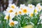 Lovely field with bright yellow and white daffodils Narcissus