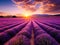 A lovely field of lavender by the light of sunset. Stunning colours