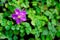 Lovely Five-Petal Purple Flower