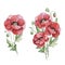 Lovely floral collection with poppies flowers,branches,green,fern leaves,berries