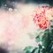 Lovely floral nature background with unusual red yellow rose and bokeh lighting