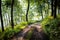 Lovely forest path in early morning sunshine