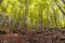 Lovely forest on the rise in Mount Aizkorri