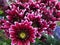 Lovely Fresh Bright Closeup Maroon Dahlia Flowers Bouquet