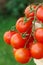 Lovely fresh small red tomatoes