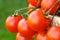 Lovely fresh small red tomatoes on the vine