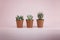 Lovely and fresh succulents and cactus on a pink background