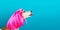 LOvely funny dog in bright pink wig with tongue licking. Blue background. Fashion and fun