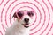 Lovely funny dog wearing heart-shaped sunglasses against background with spiral pattern made of doggy bones