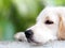 Lovely funny white cute fat compact size puppy dog close up