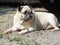 Lovely funny white cute fat pug dog portraits close up