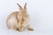 Lovely furry baby brown rabbit bunny cleaning own body while sitting alone over isolated white background