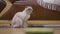 Lovely furry cat sitting at couch in living room looking away in slow motion. Portrait of curious adorable fawn Scottish