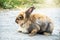 Lovely furry Cute bunny, rabbit is sitting on stone floor in meadow, Rabbit are herbivores and often become predators.