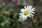 Lovely garden camomile on a bright sunny day