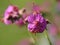 Lovely Geranium macrorrhizum flowers