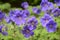 Lovely geranium in spring and summer garden