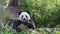 A lovely giant panda bear eats leaves of bamboo