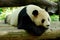 Lovely giant panda,Chinese