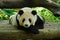 Lovely giant panda,Chinese