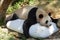 Lovely giant panda,Chinese