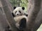 Lovely giant panda on the tree