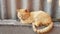 Lovely ginger cat sleep on the old slate fence in summer