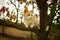 Lovely ginger white cat hunt on a tree. Portrait of an domestic cat