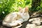 Lovely ginger white cat resting in a sunny garden