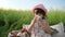 Lovely girl on flower meadow with basket for Picnic, female child in panama with bun on nature, Weekend at picnic