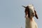 Lovely Goat head isolated on blue sky background