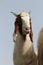 Lovely Goat head isolated on blue sky background