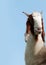 Lovely Goat head isolated on blue sky background