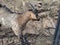 Lovely goat outdoors behind the bars in zoological garden foto